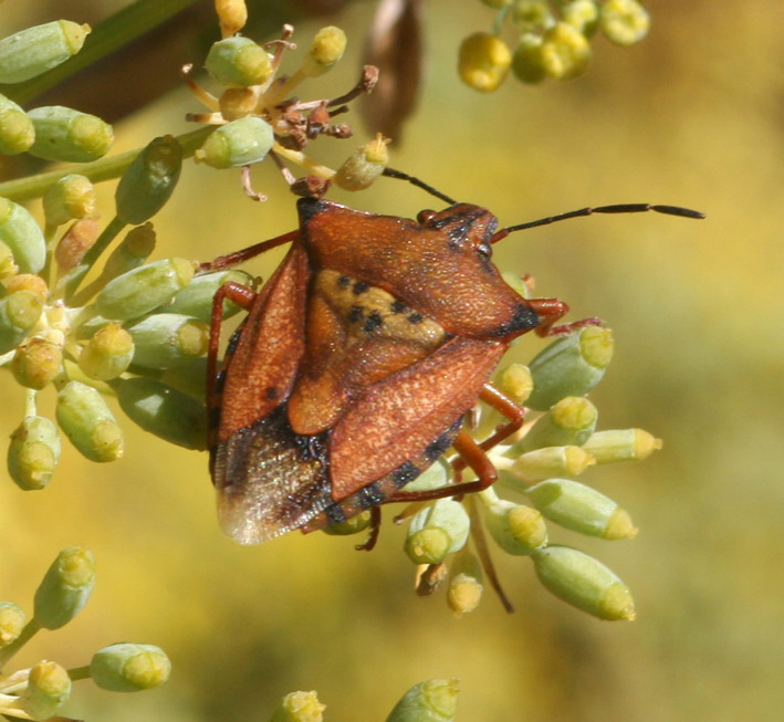 Carpocoris mediterraneus atlanticus